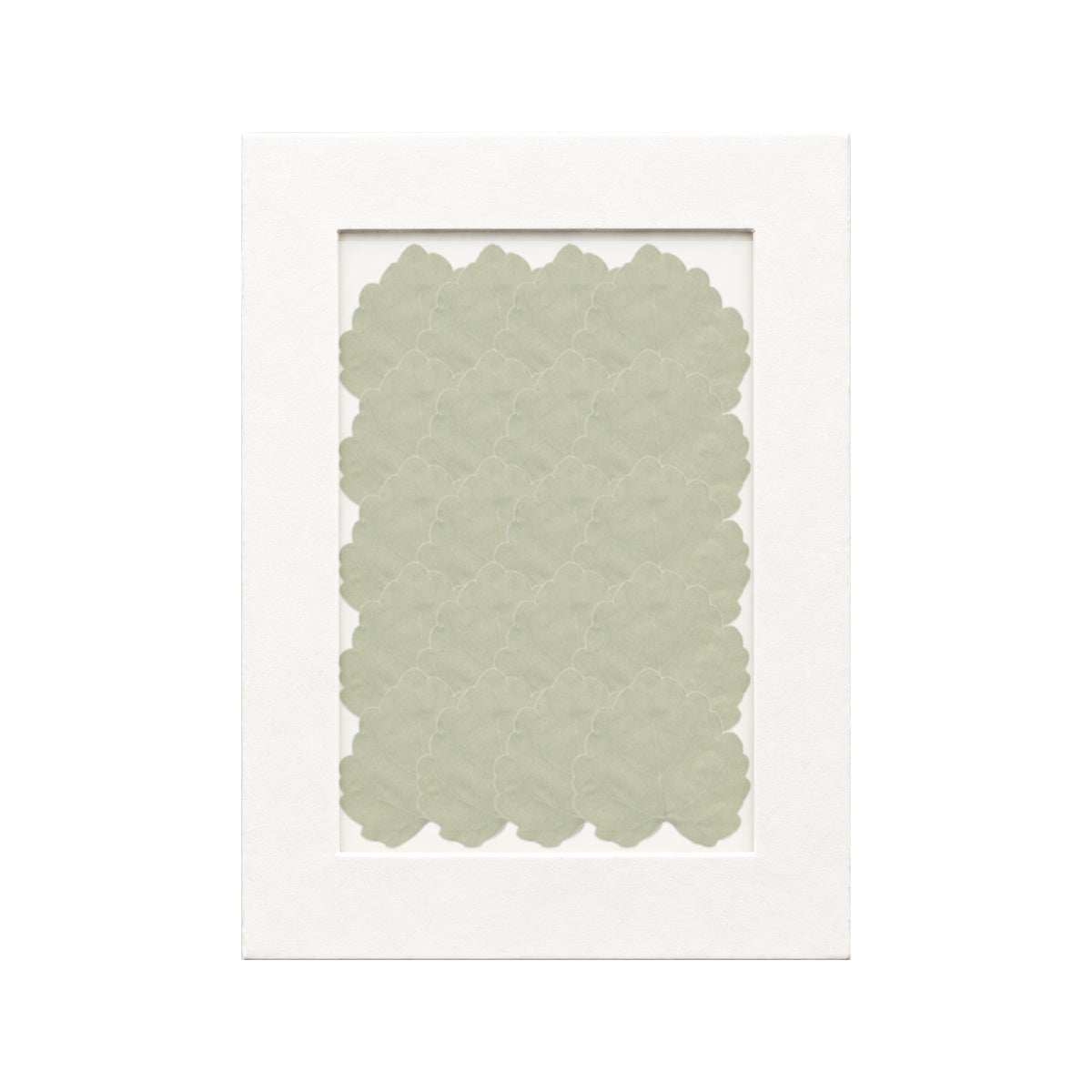 20 pressed Grape Leaves pieces beneath translucent tracing paper