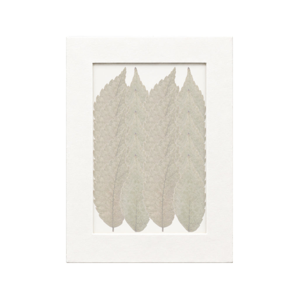 20 pressed Zelkova Leaves pieces beneath translucent tracing paper