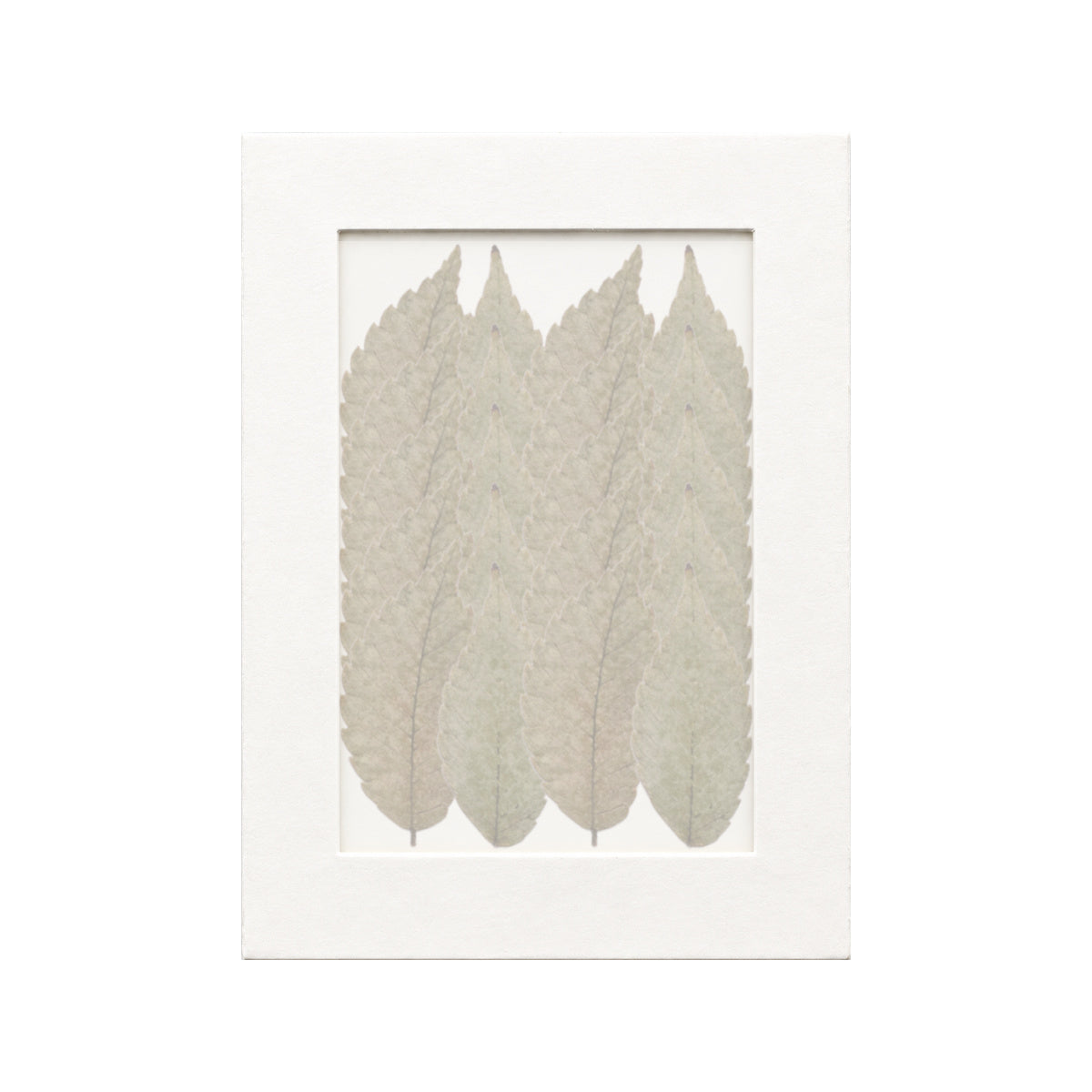 20 pressed Zelkova Leaves pieces beneath translucent tracing paper
