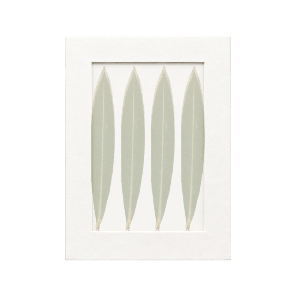 20 pressed Oleander Leaves pieces beneath translucent tracing paper