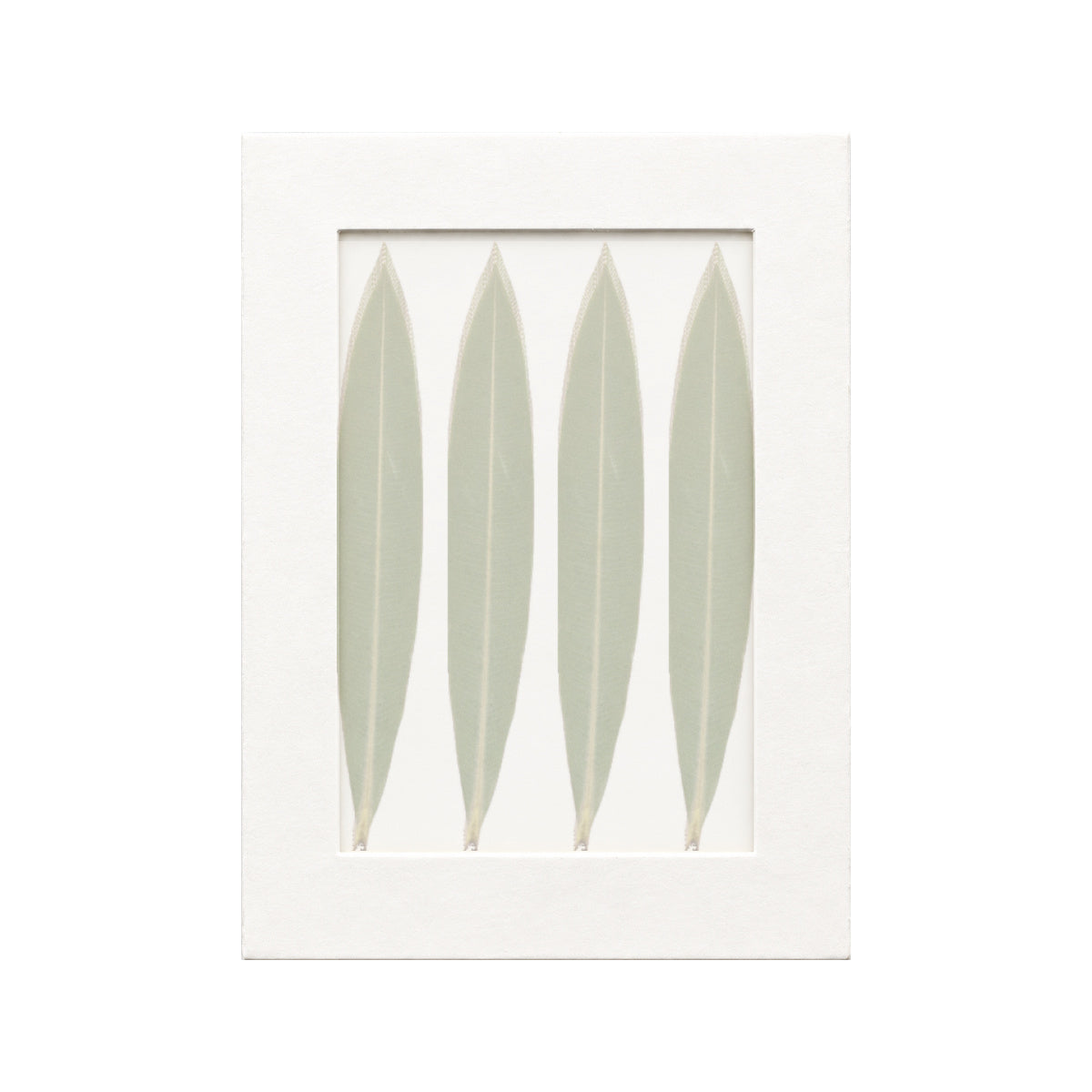 20 pressed Oleander Leaves pieces beneath translucent tracing paper