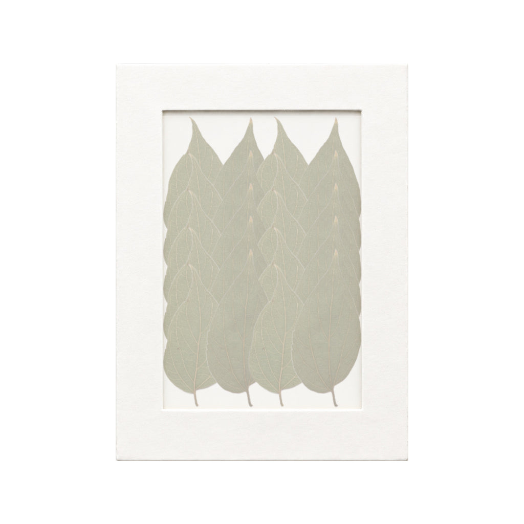 20 pressed Hackberry Leaves pieces beneath translucent tracing paper