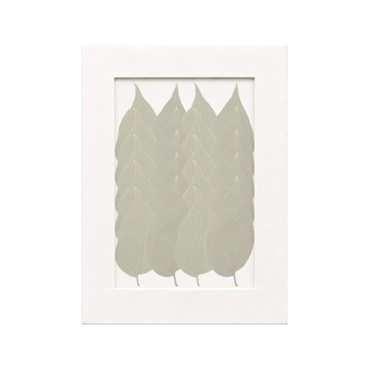 20 pressed Hackberry Leaves pieces beneath translucent tracing paper
