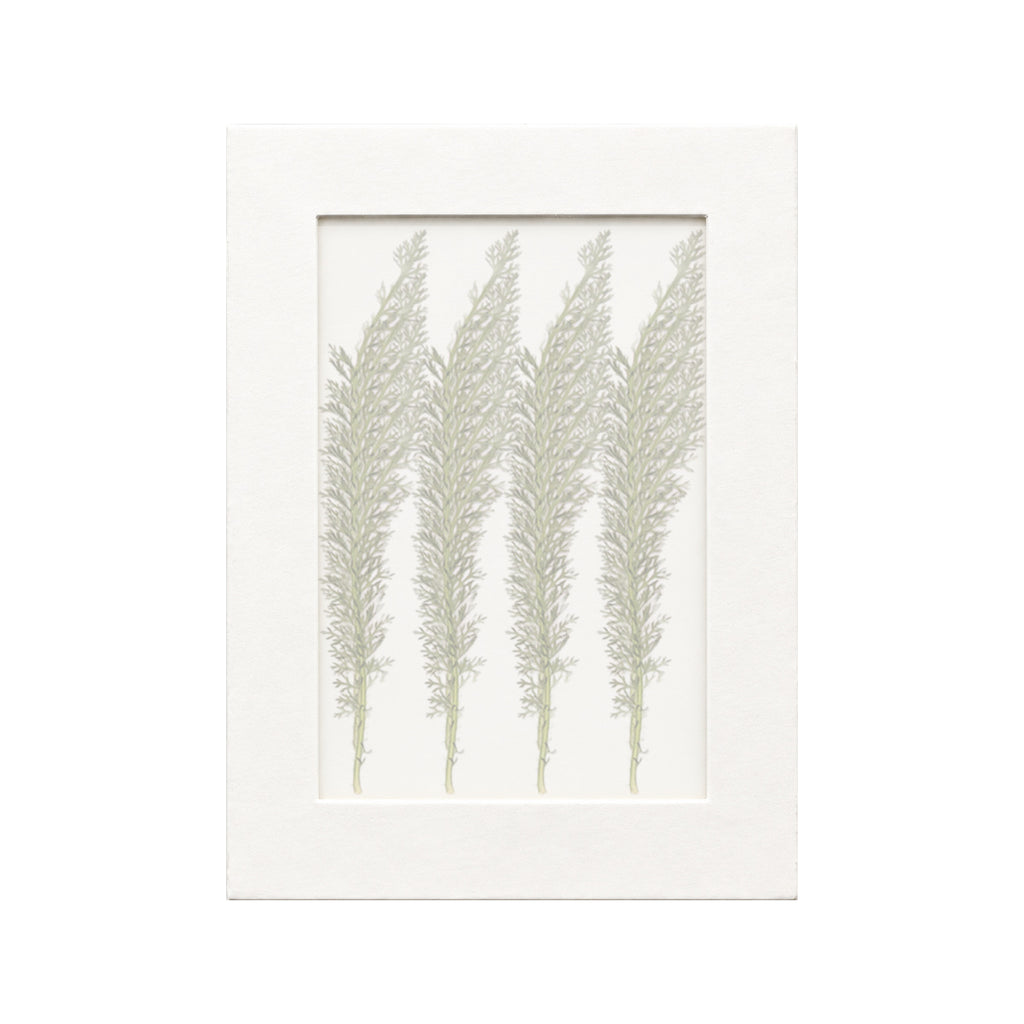 20 pressed Yarrow Leaves pieces beneath translucent tracing paper