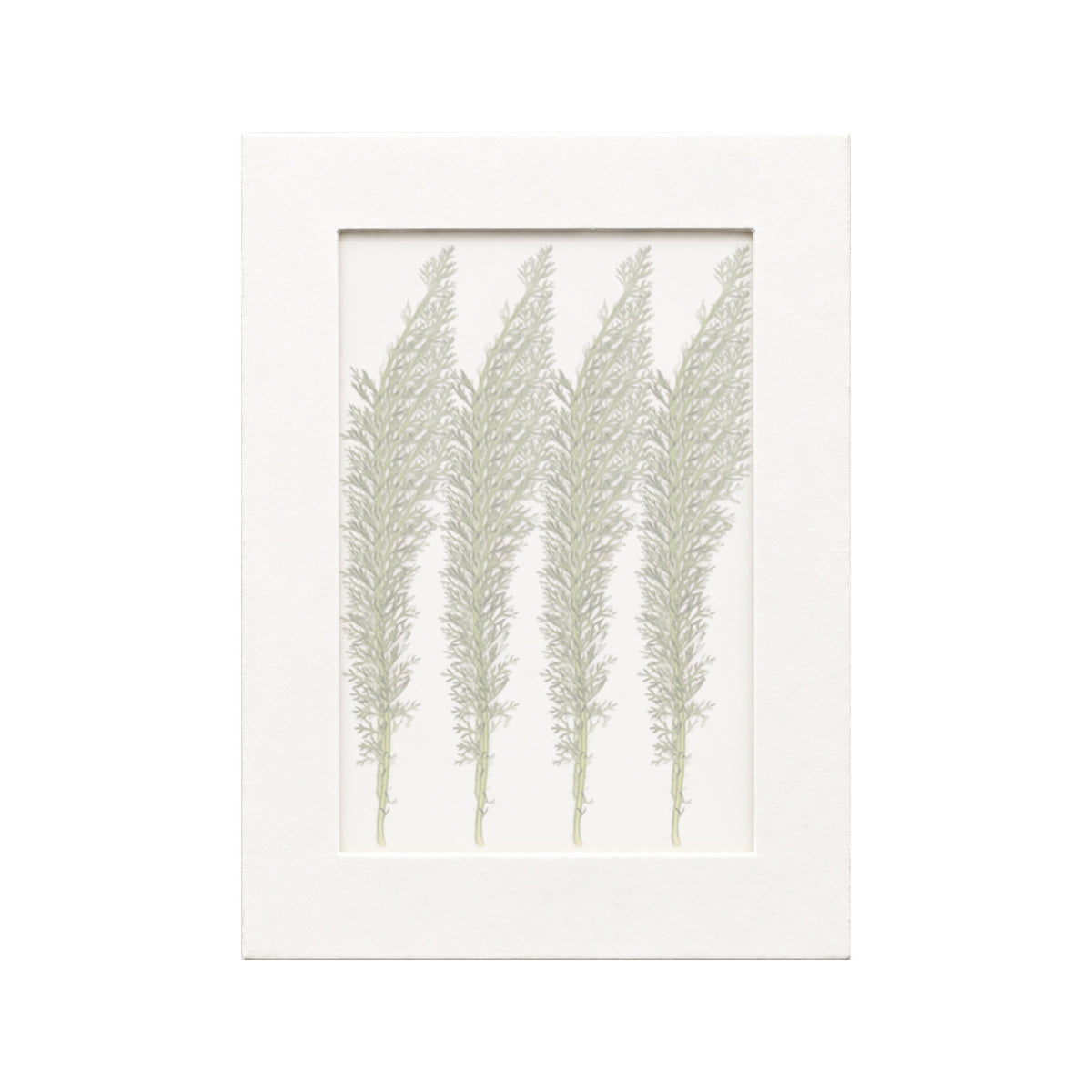 20 pressed Yarrow Leaves pieces beneath translucent tracing paper