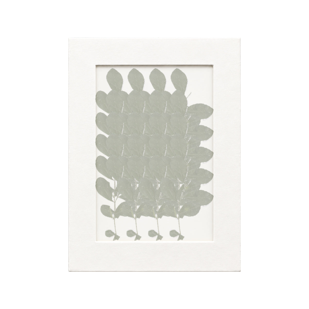 20 pressed Orange Jasmine pieces beneath translucent tracing paper