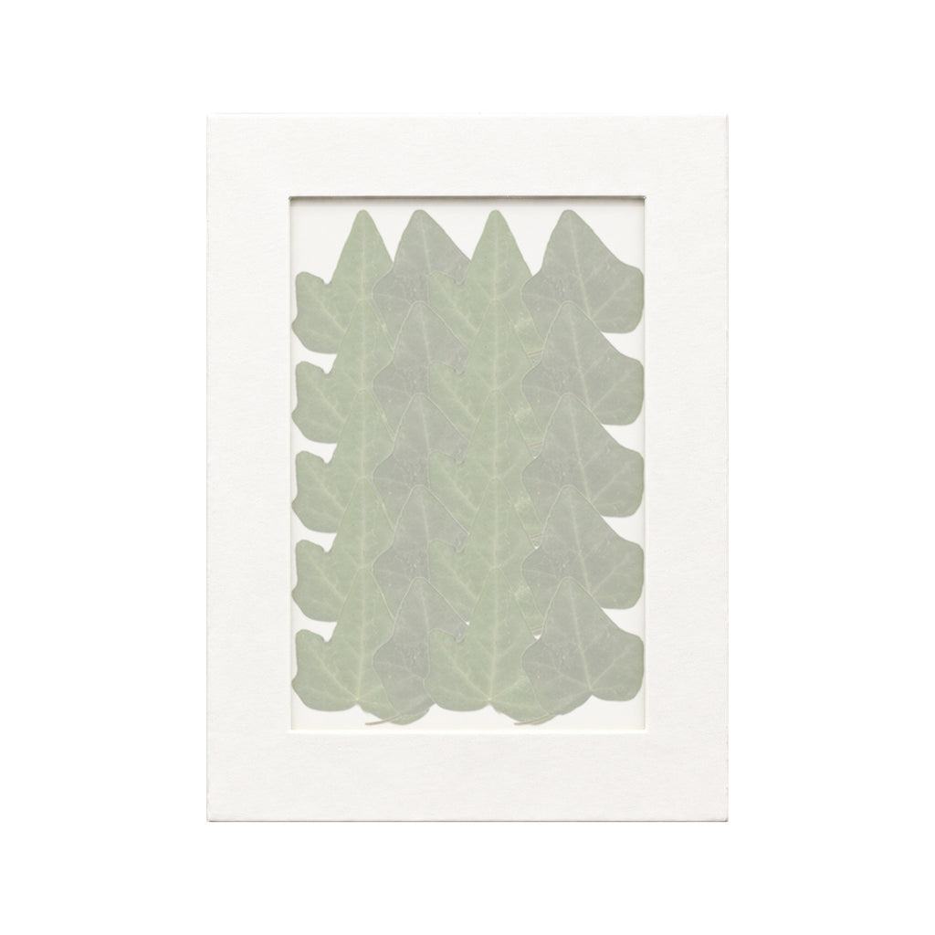 20 pressed Ivy Leaves pieces beneath translucent tracing paper