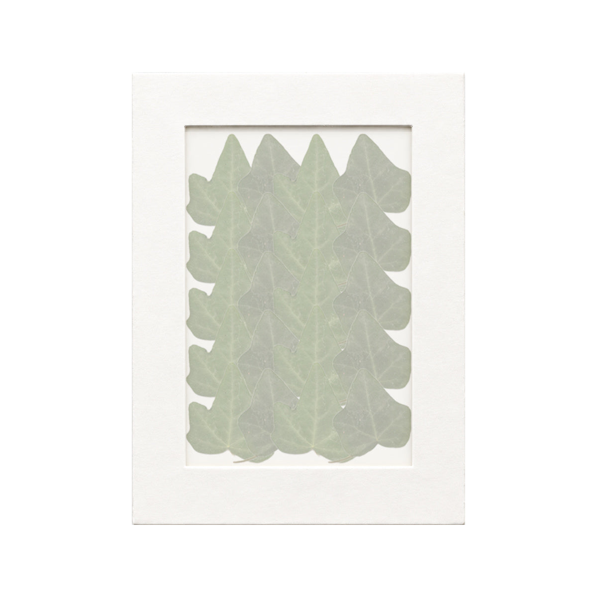 20 pressed Ivy Leaves pieces beneath translucent tracing paper