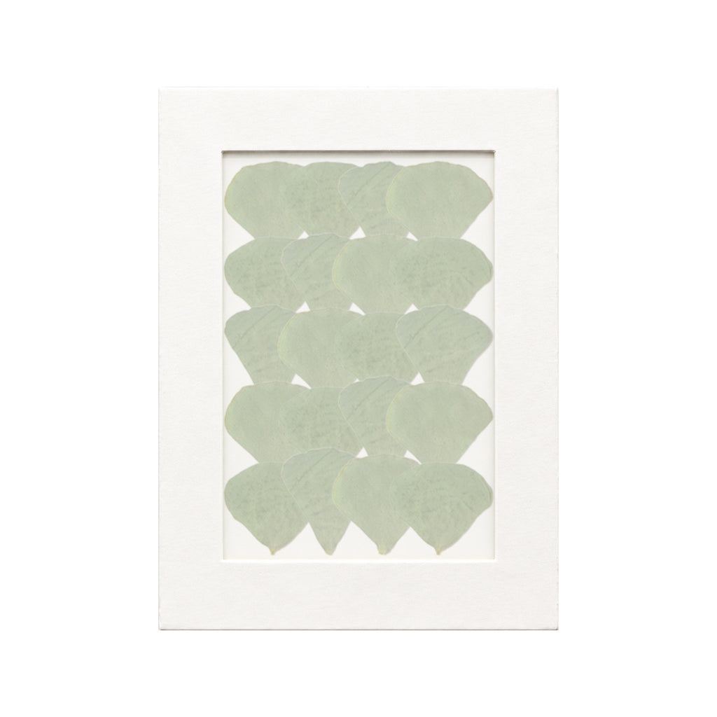 20 pressed Clover Leaflets pieces beneath translucent tracing paper