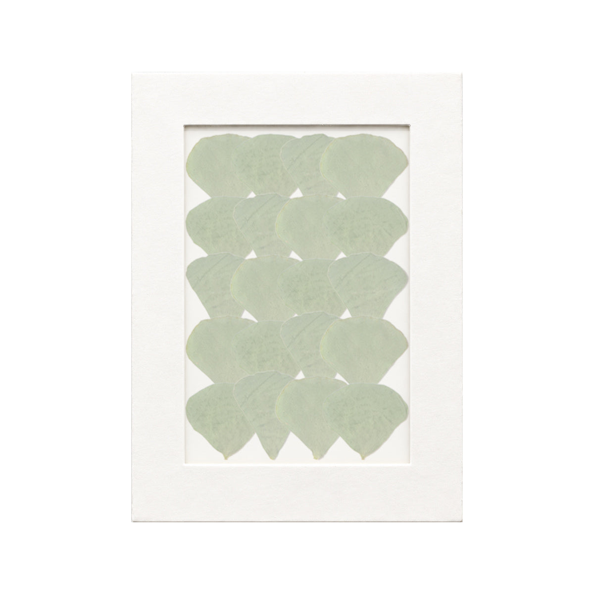 20 pressed Clover Leaflets pieces beneath translucent tracing paper
