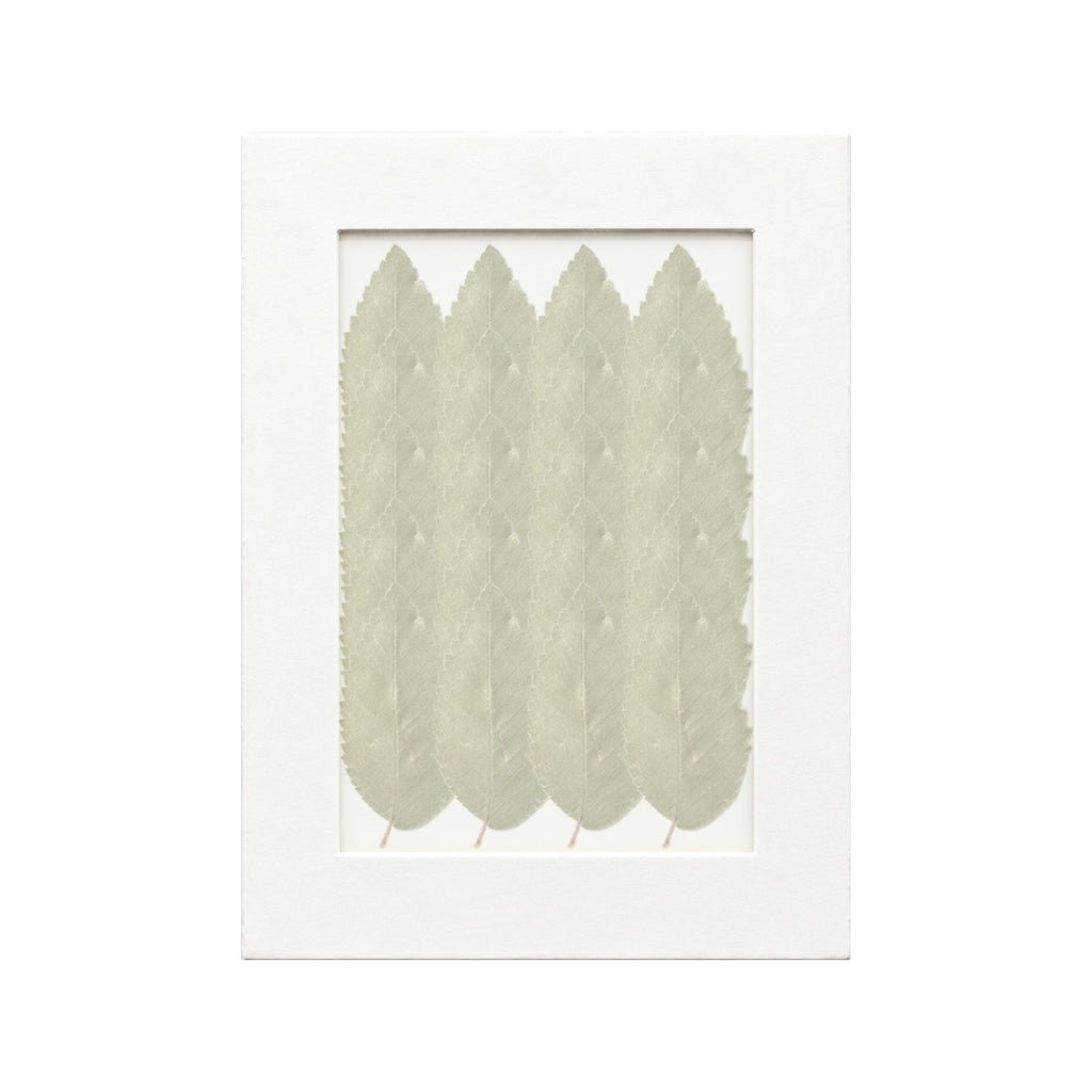 20 pressed Elm Leaves pieces beneath translucent tracing paper