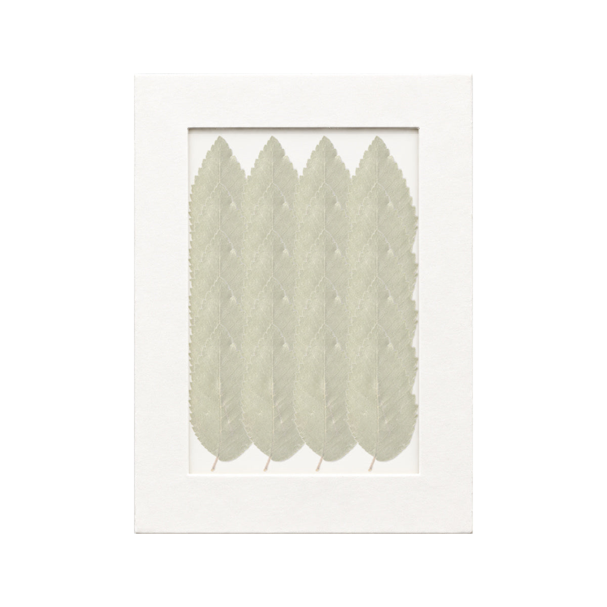 20 pressed Elm Leaves pieces beneath translucent tracing paper