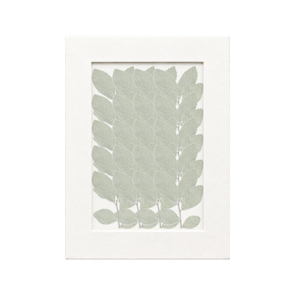 20 pressed Elm pieces beneath translucent tracing paper