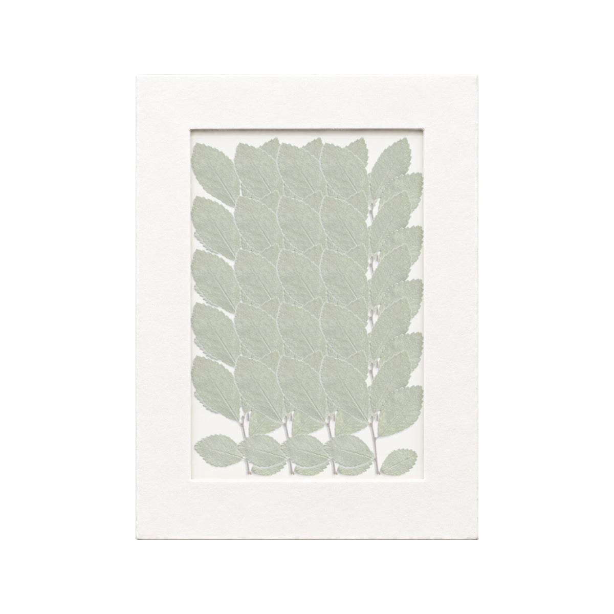20 pressed Elm pieces beneath translucent tracing paper