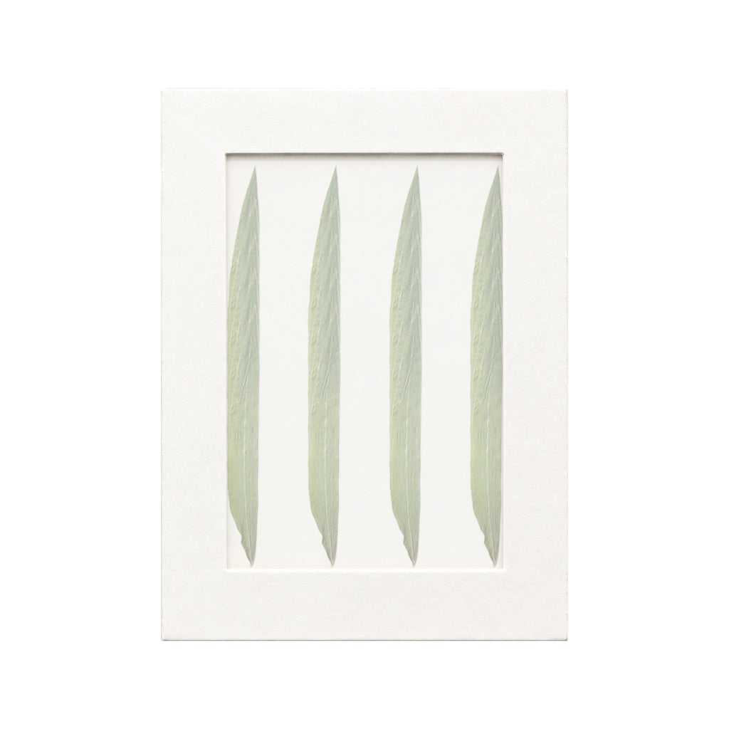 20 pressed Bamboo Leaves pieces beneath translucent tracing paper