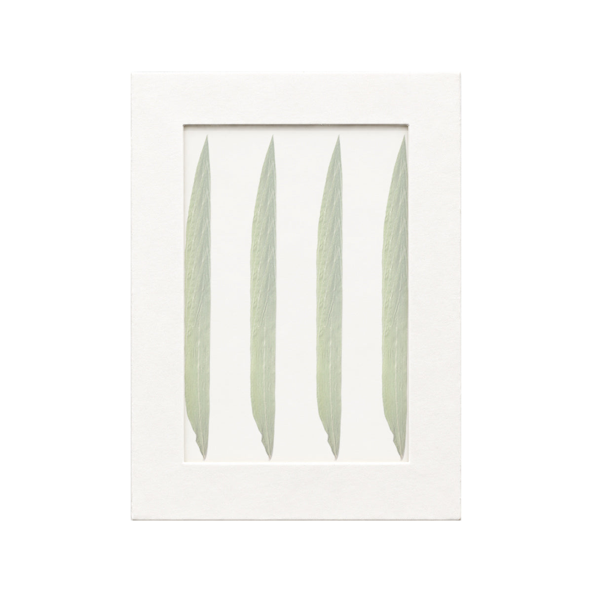 20 pressed Bamboo Leaves pieces beneath translucent tracing paper