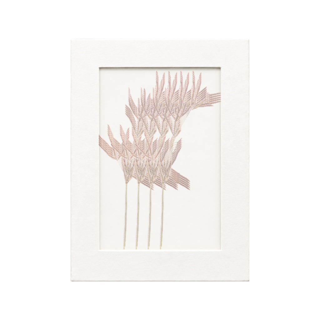 20 pressed Nutsedge pieces beneath translucent tracing paper
