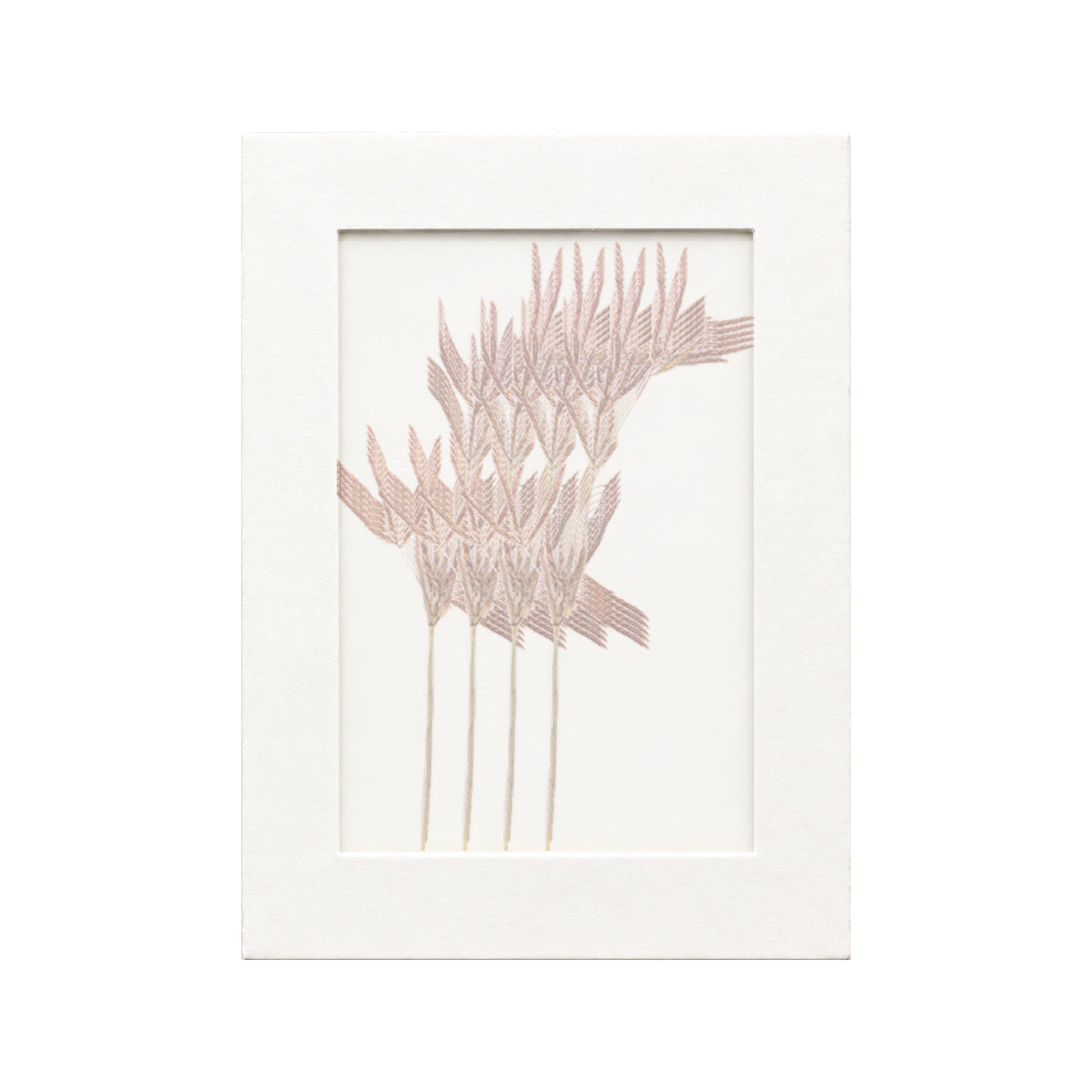 20 pressed Nutsedge pieces beneath translucent tracing paper