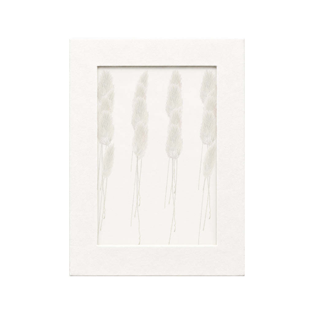 20 pressed Rabbit Tail Grass pieces beneath translucent tracing paper