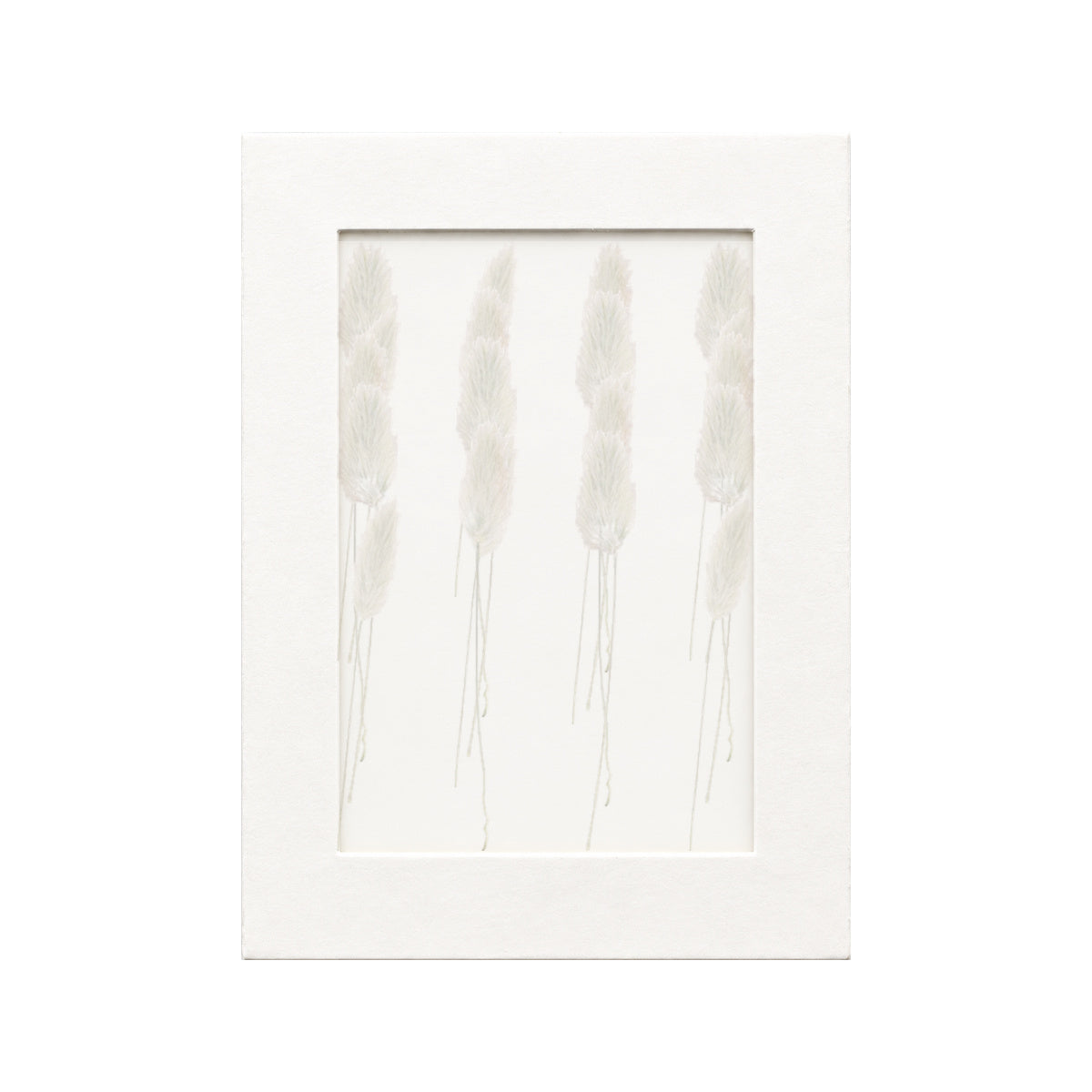 20 pressed Rabbit Tail Grass pieces beneath translucent tracing paper