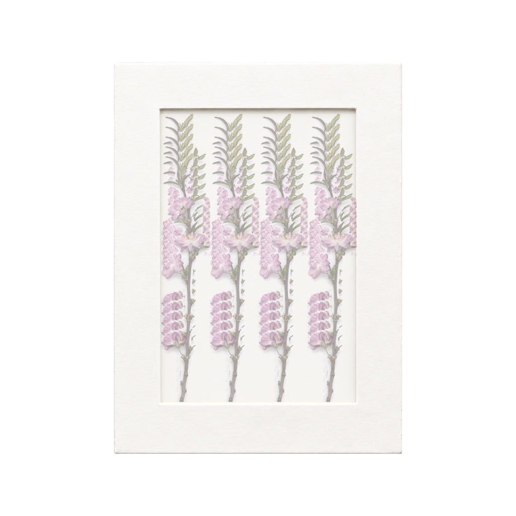 20 pressed Flowering Almond flowers with stems in their original botanical color beneath translucent tracing paper