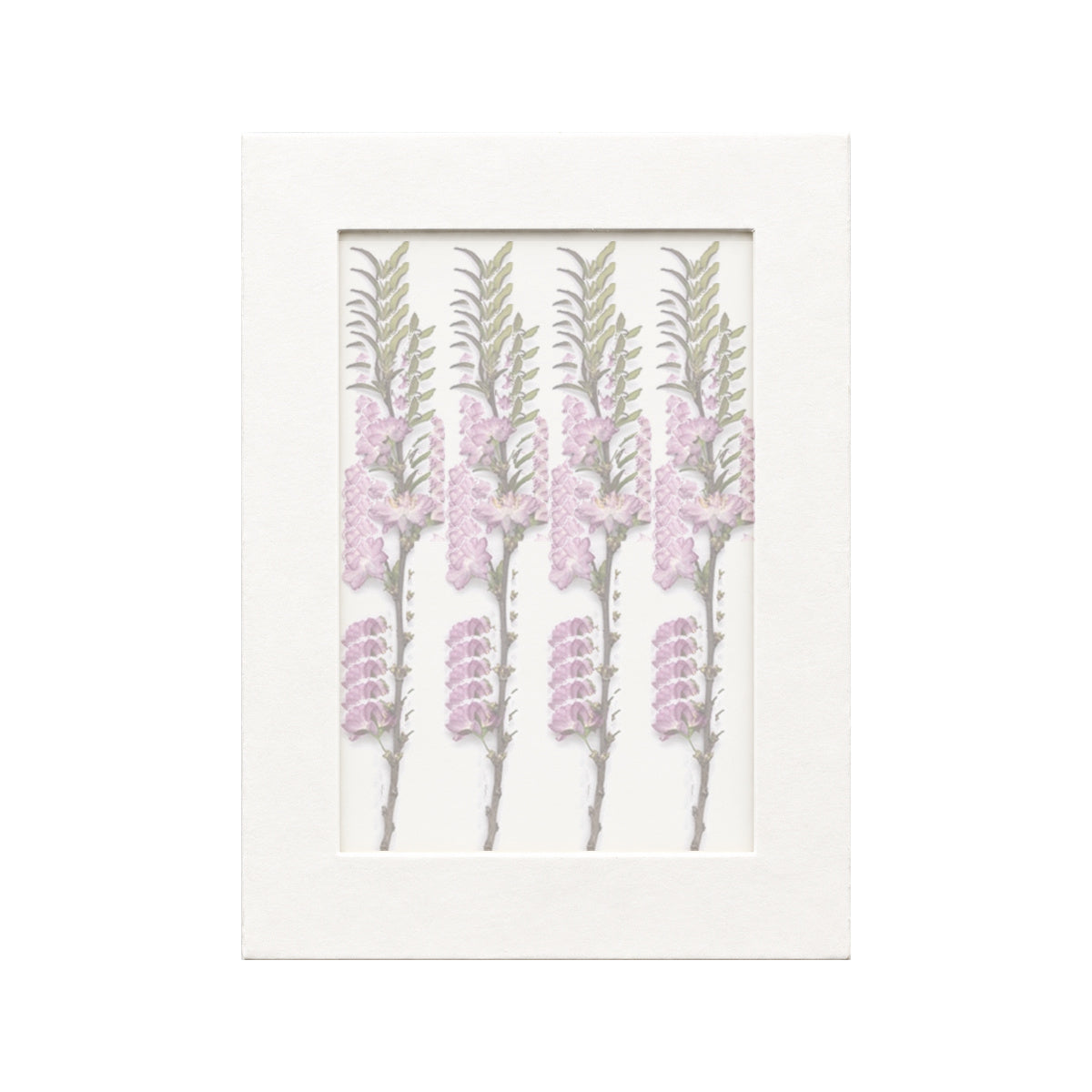 20 pressed Flowering Almond flowers with stems in their original botanical color beneath translucent tracing paper