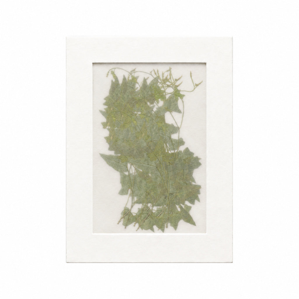 20 pressed Morning Glory foliage sprigs in their original botanical color beneath translucent tracing paper