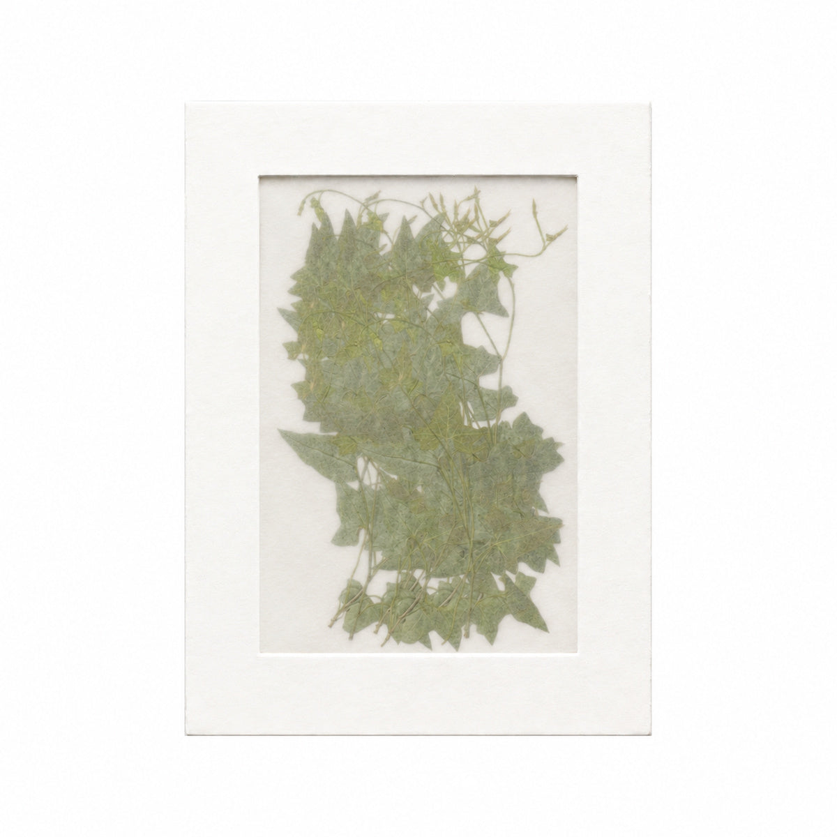 20 pressed Morning Glory foliage sprigs in their original botanical color beneath translucent tracing paper