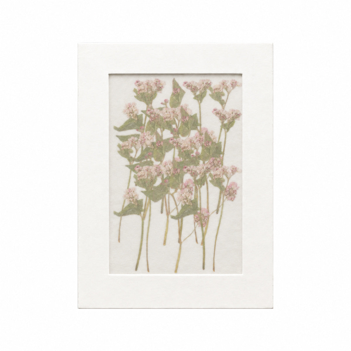 20 pressed Buckwheat flowers with stems in their original botanical color beneath translucent tracing paper