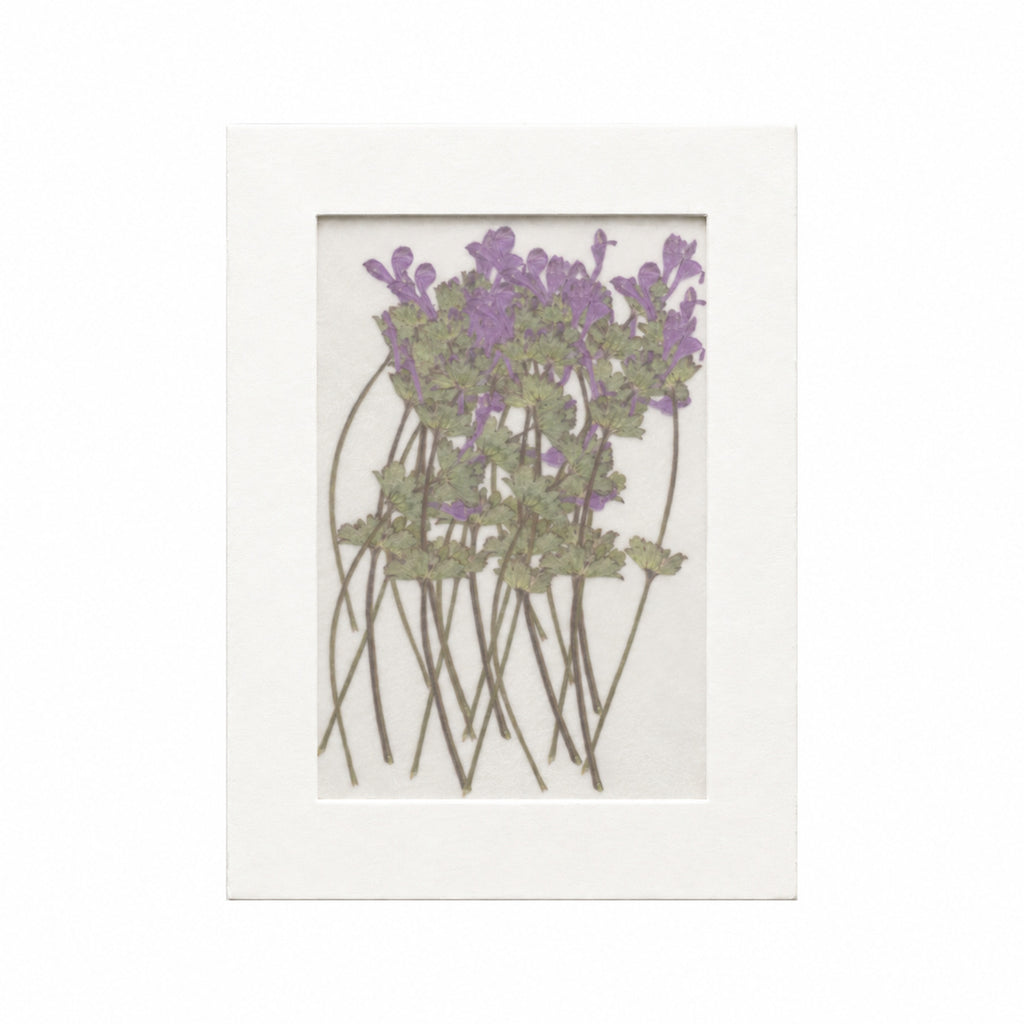20 pressed Henbit flowers with stems in their original botanical color beneath translucent tracing paper
