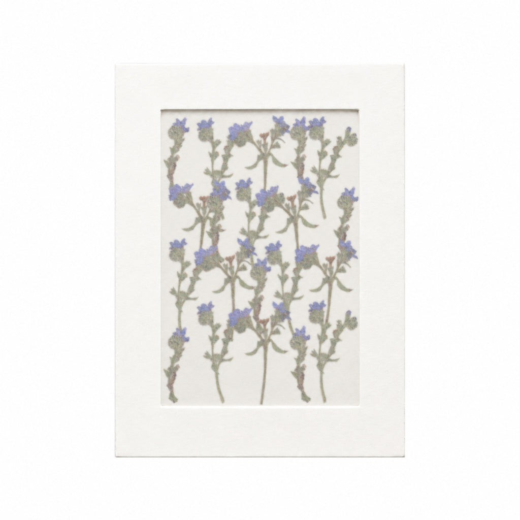 20 pressed Cape Alkanet flowers with stems in their original botanical color beneath translucent tracing paper