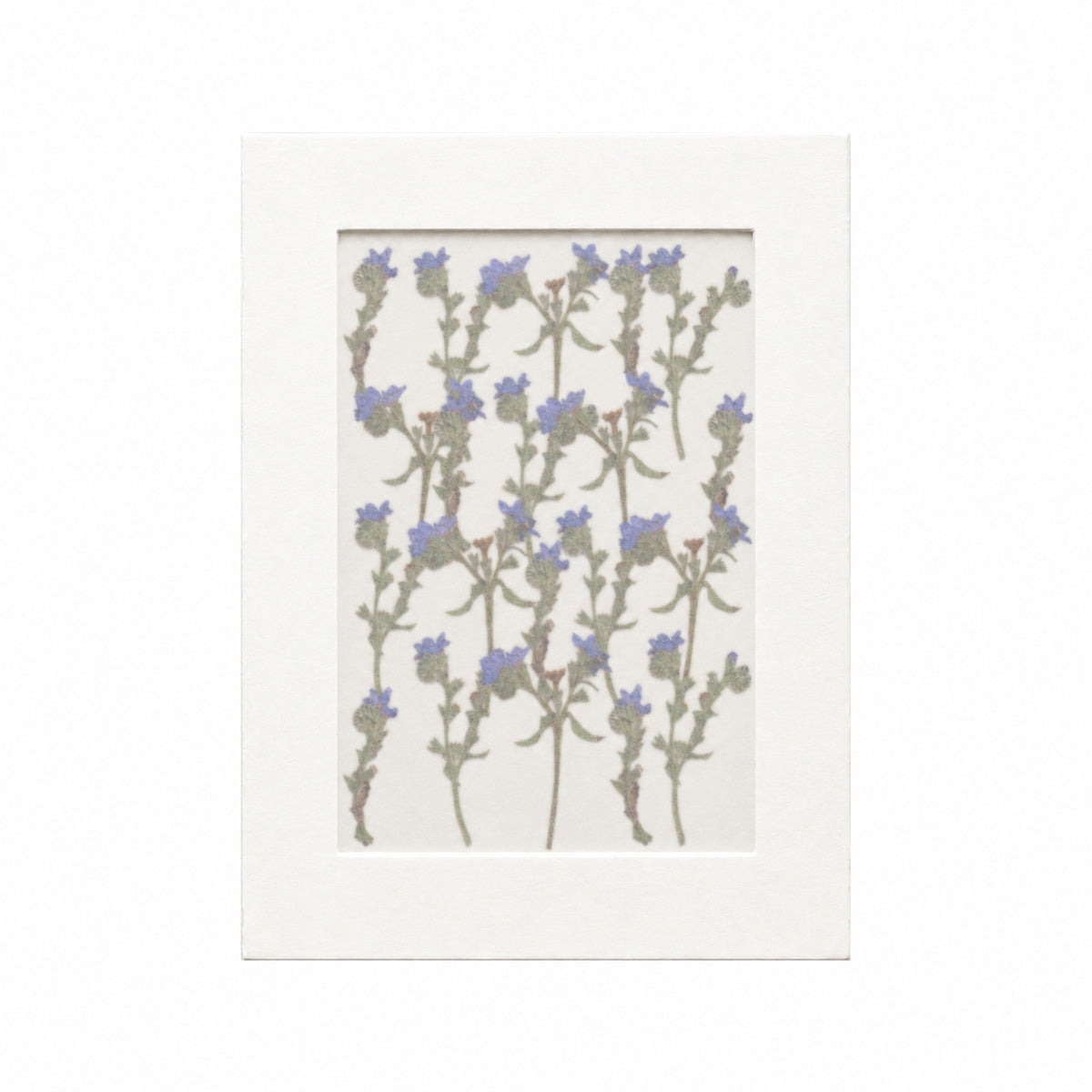 20 pressed Cape Alkanet flowers with stems in their original botanical color beneath translucent tracing paper