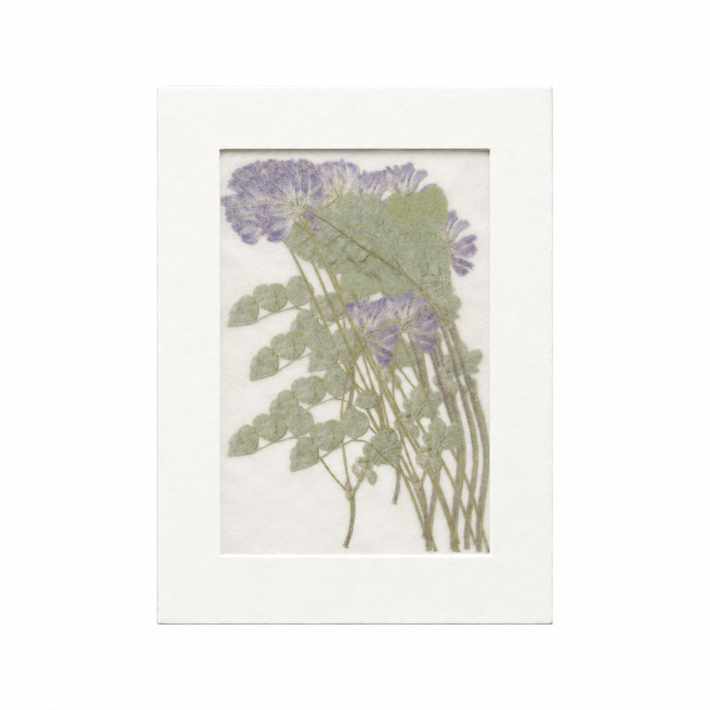 20 pressed Chinese Milk Vetch flowers with stems in their original botanical color beneath translucent tracing paper