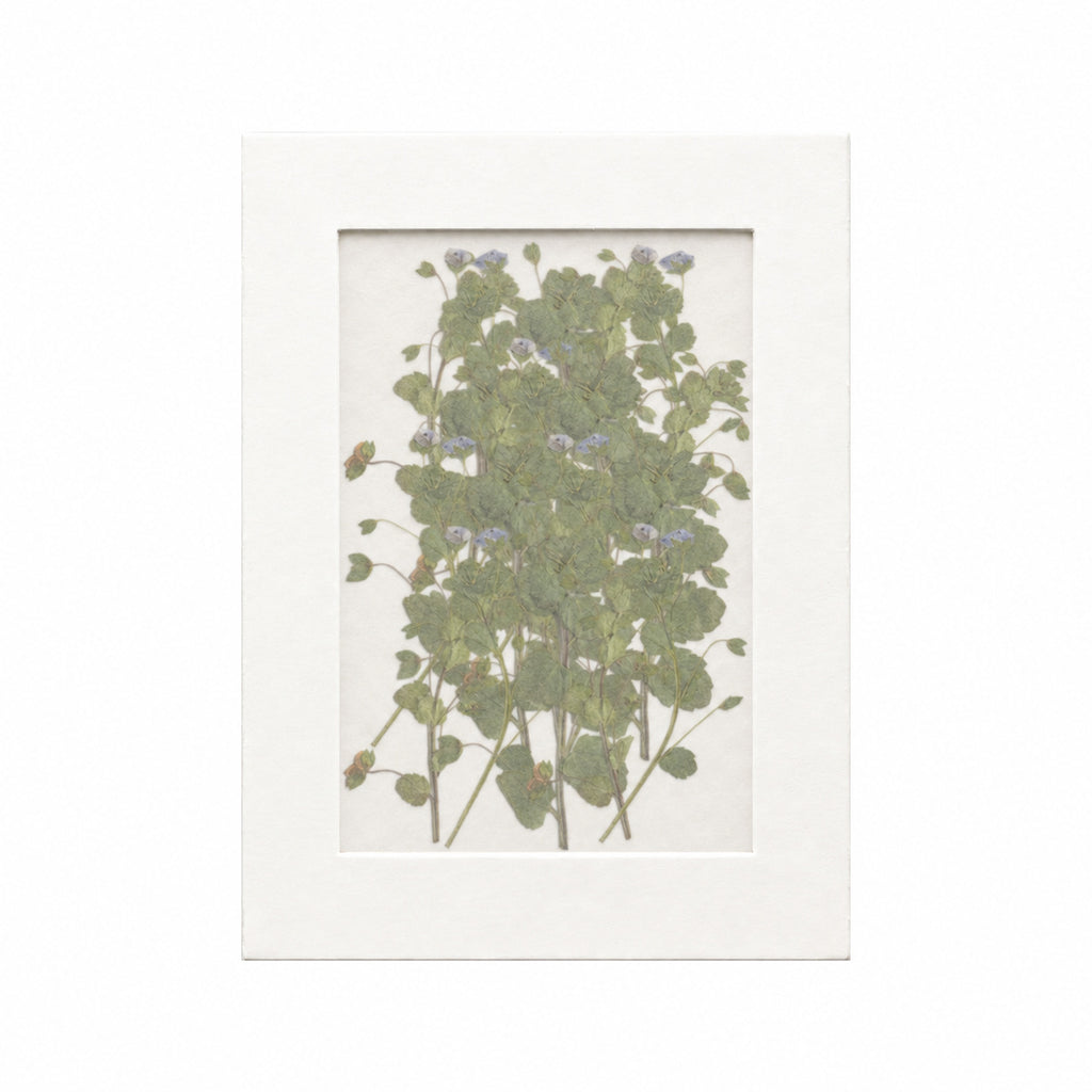 20 pressed Speedwell flowers with stems in their original botanical color beneath translucent tracing paper