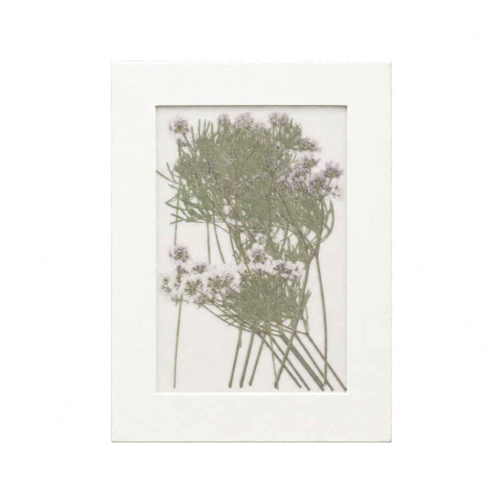 20 pressed Coriander flowers with stems in their original botanical color beneath translucent tracing paper