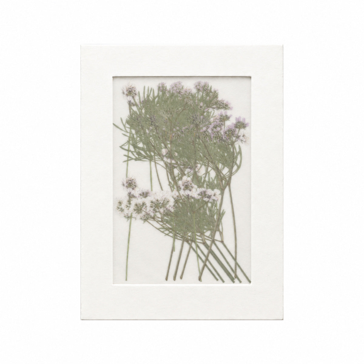 20 pressed Coriander flowers with stems in their original botanical color beneath translucent tracing paper