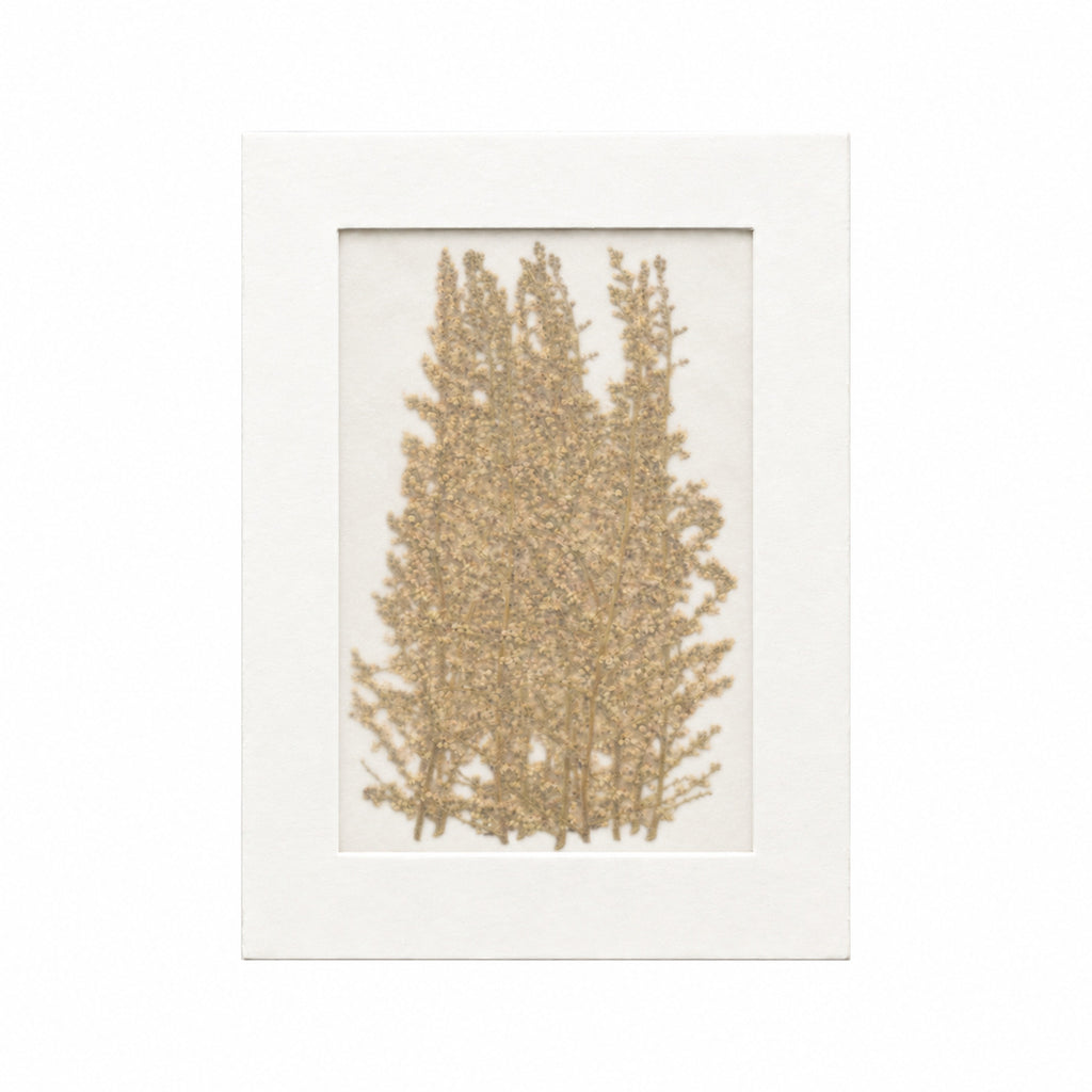 20 pressed Sumac flowers with stems in their original botanical color beneath translucent tracing paper