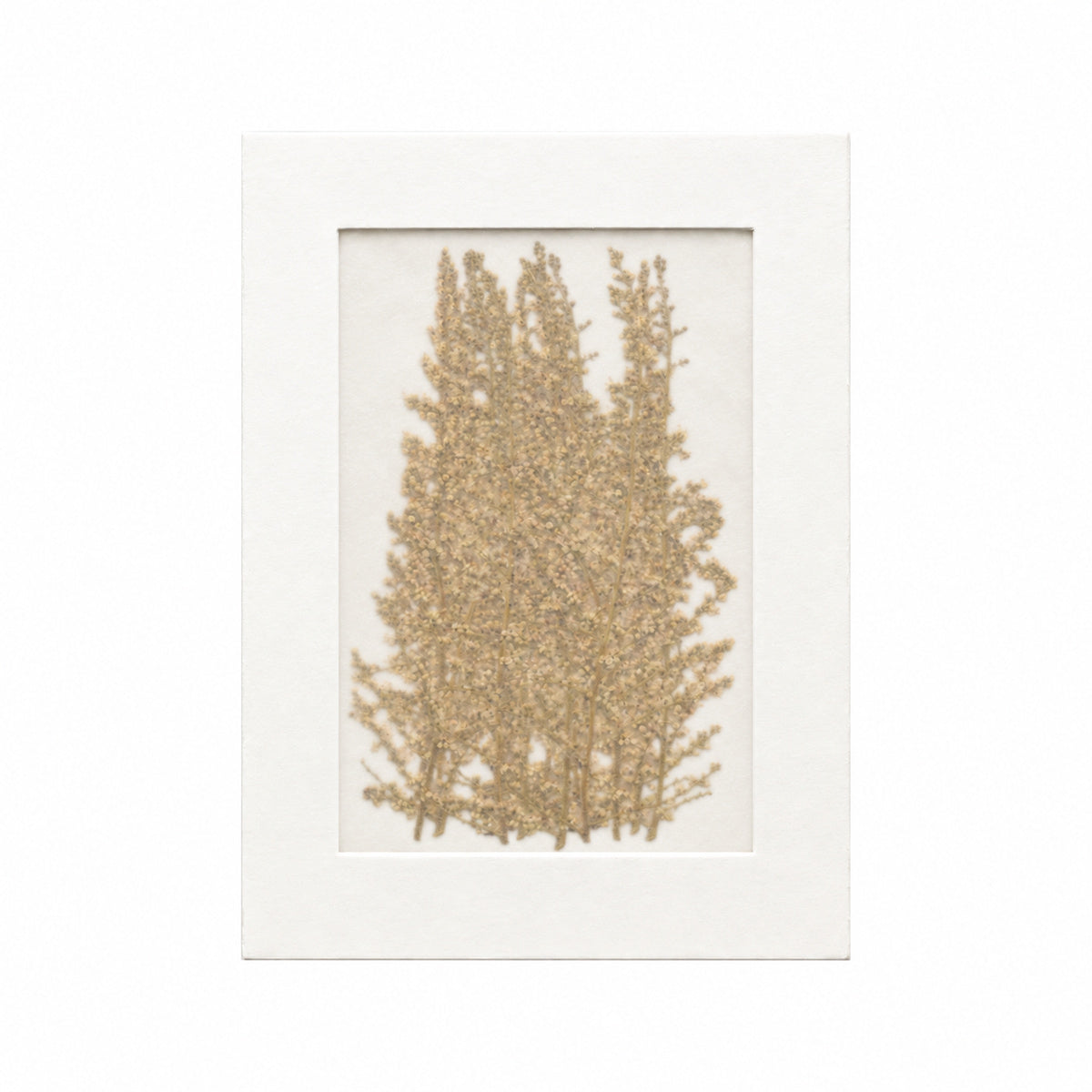 20 pressed Sumac flowers with stems in their original botanical color beneath translucent tracing paper