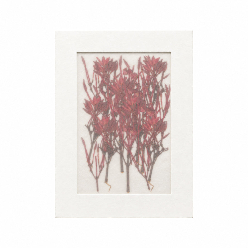 20 pressed Ixora flowers with stems in their original botanical color beneath translucent tracing paper