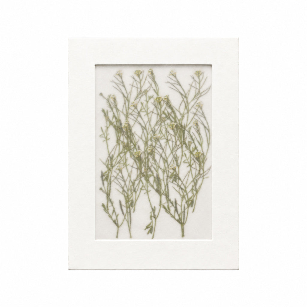 20 pressed Bittercress flowers with stems in their original botanical color beneath translucent tracing paper