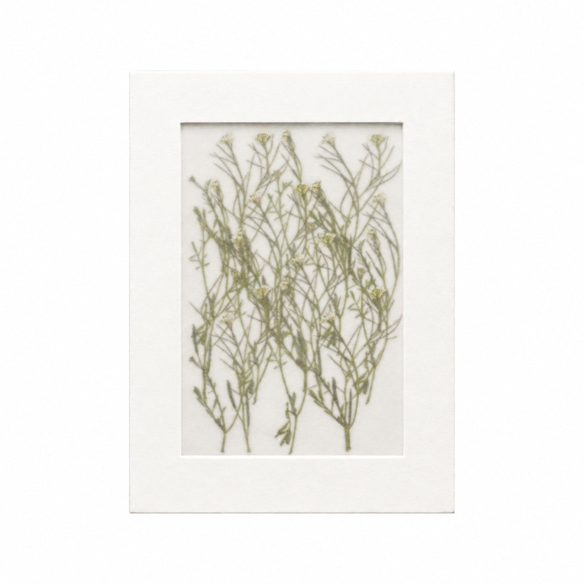 20 pressed Bittercress flowers with stems in their original botanical color beneath translucent tracing paper