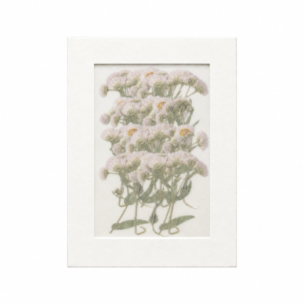 20 pressed Fleabane flowers with stems in their original botanical color beneath translucent tracing paper