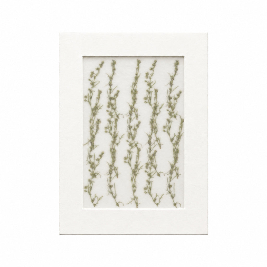 20 pressed Artemisia flowers with stems in their original botanical color beneath translucent tracing paper