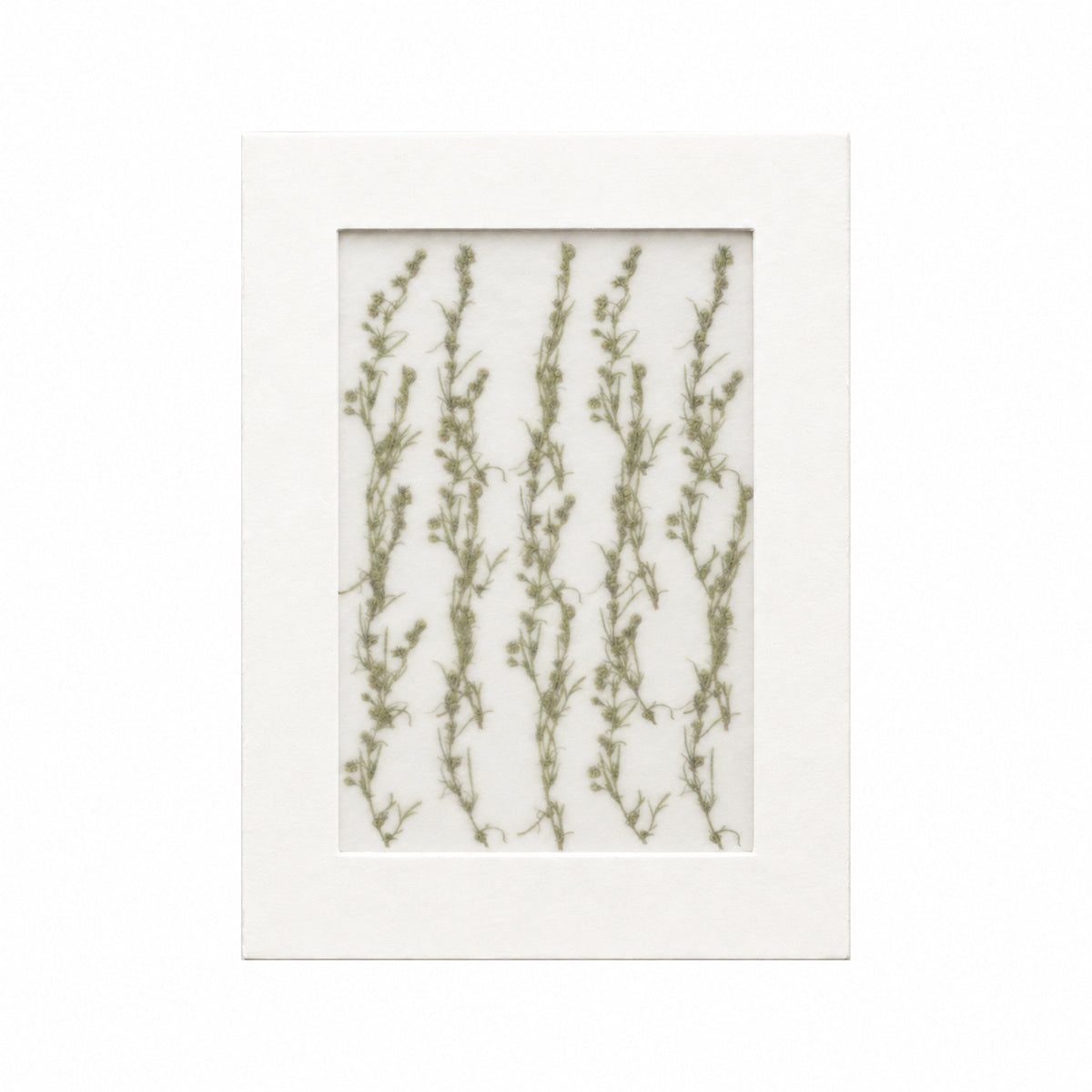 20 pressed Artemisia flowers with stems in their original botanical color beneath translucent tracing paper