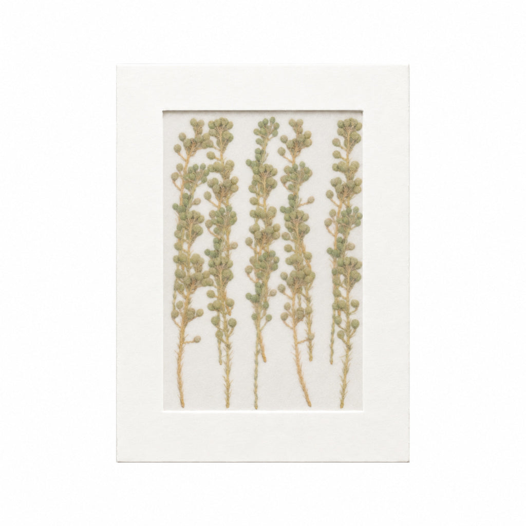 20 pressed Brunia flowering sprigs in their original botanical color beneath translucent tracing paper