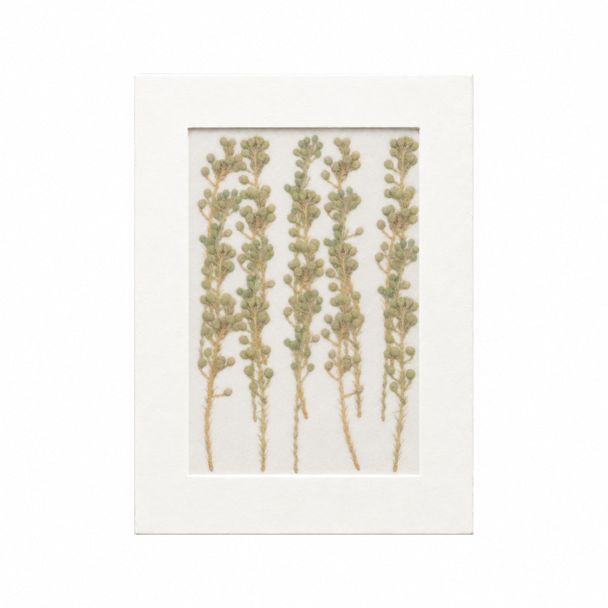 20 pressed Brunia flowering sprigs in their original botanical color beneath translucent tracing paper