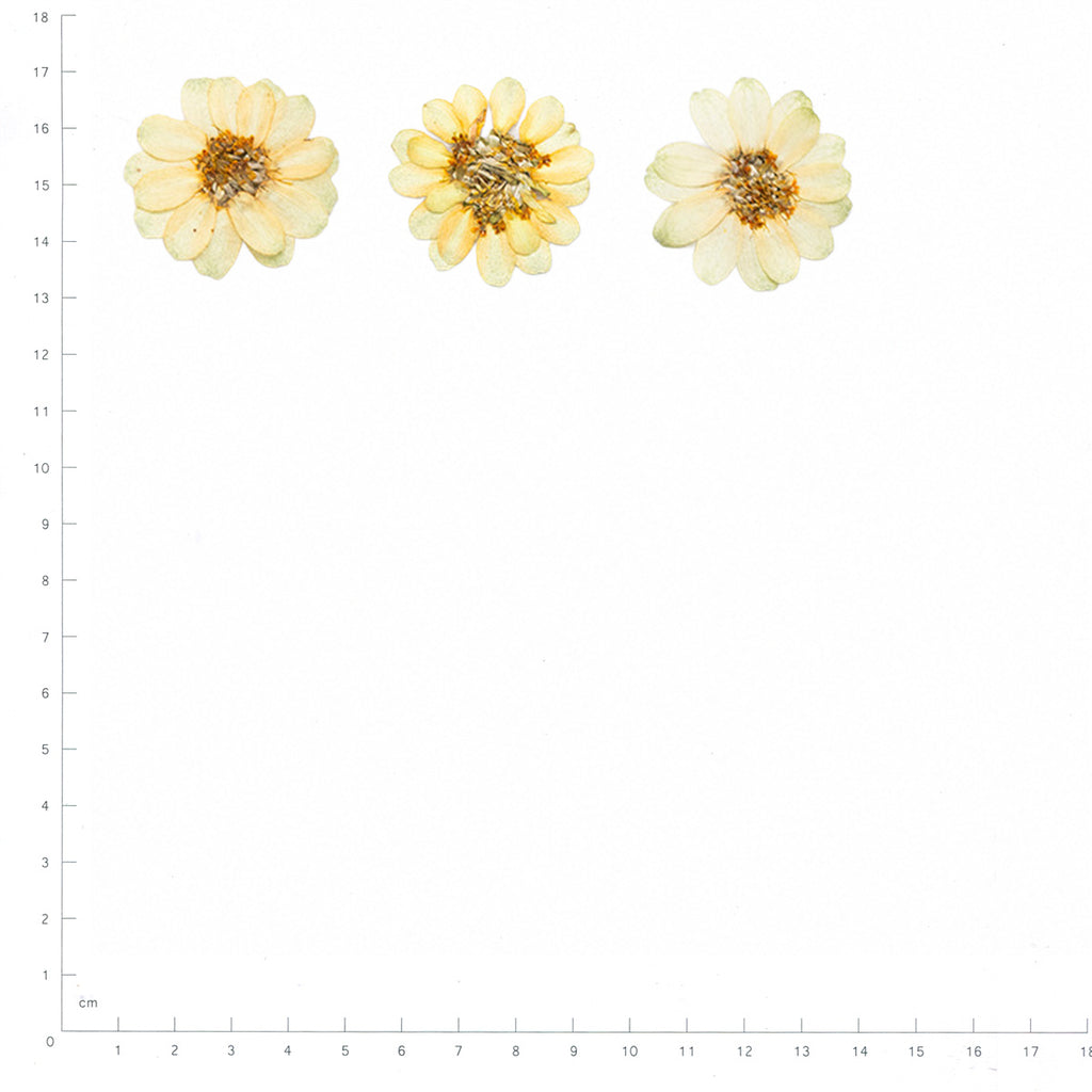 Pressed Zinnia specimens retaining their original shape and botanical color