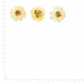 Pressed Zinnia specimens retaining their original shape and botanical color