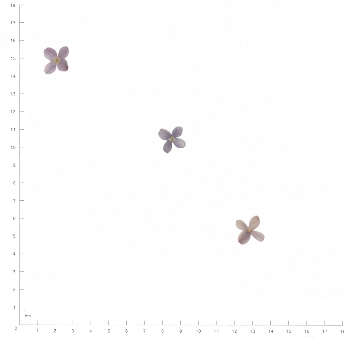 Pressed Lilac specimens retaining their original shape and botanical color