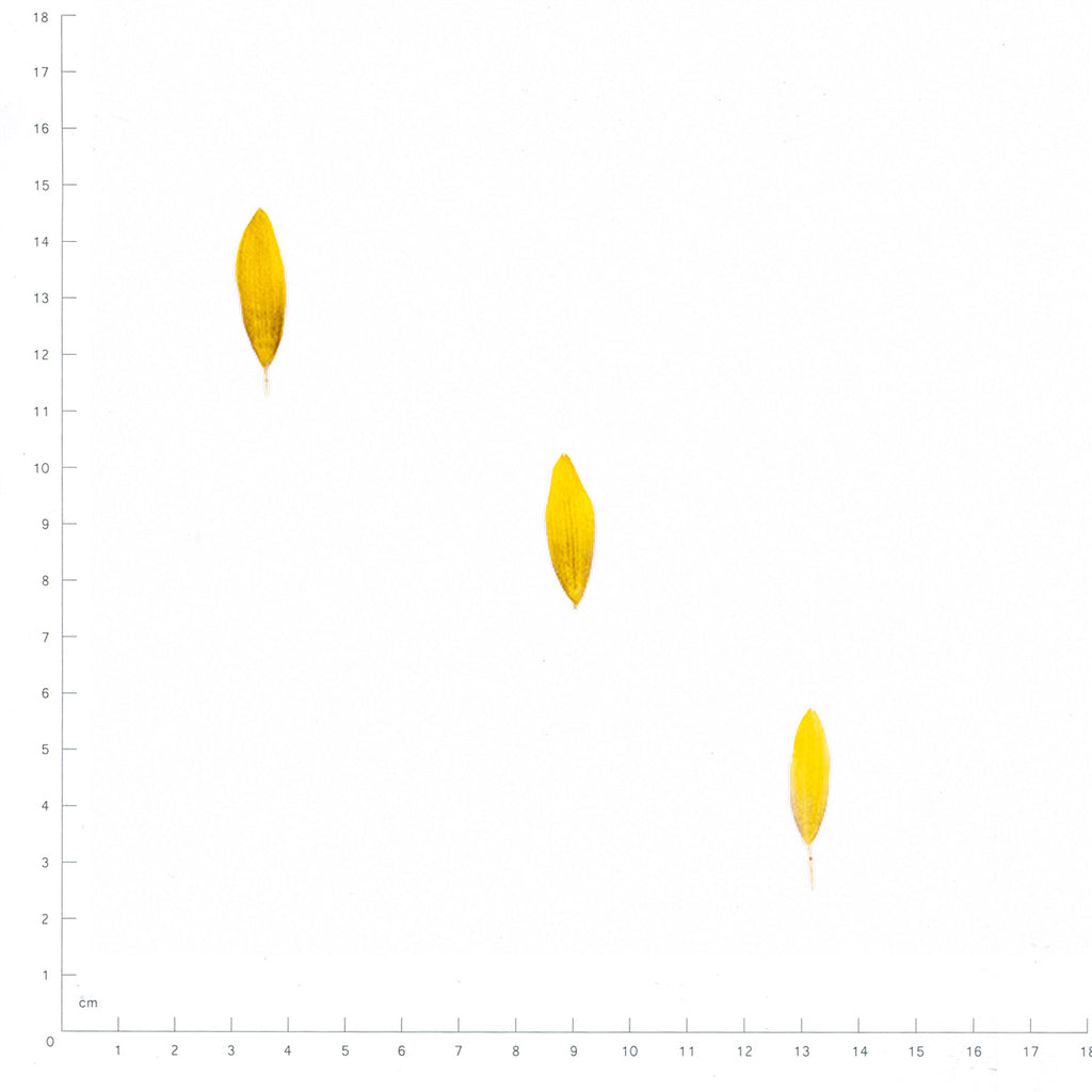 Pressed Sunflower Petals specimens retaining their original shape and botanical color